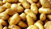 Potrebujeme: 450g zemiakov, 5 lyžičiek krupice, 5 lyžíc hrubej múky, 1 vajce, voda, soľ Postup: Najprv si uvaríme zemiaky v šupke. Po uvarení ich olúpeme, pretlačíme, pridáme trochu soli, múku,...