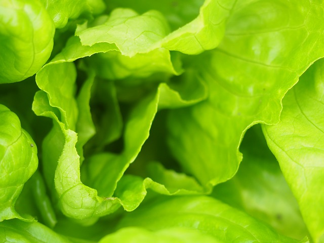 leaf-lettuce-893784_640