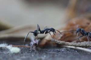 ants-1573619_1280