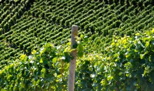 vineyard-1612282_1280