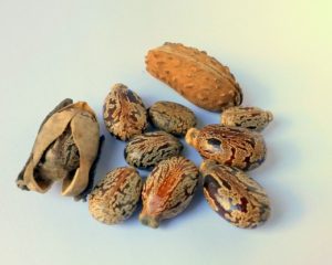 castor-oil-seeds-327186_1280