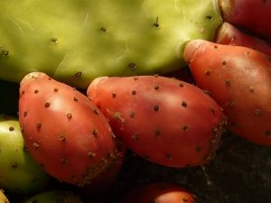 prickly-pear-9384_1280