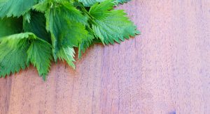 nettle-on-a-wooden-background-799938_1280