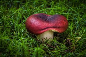 mushroom-967626_1280