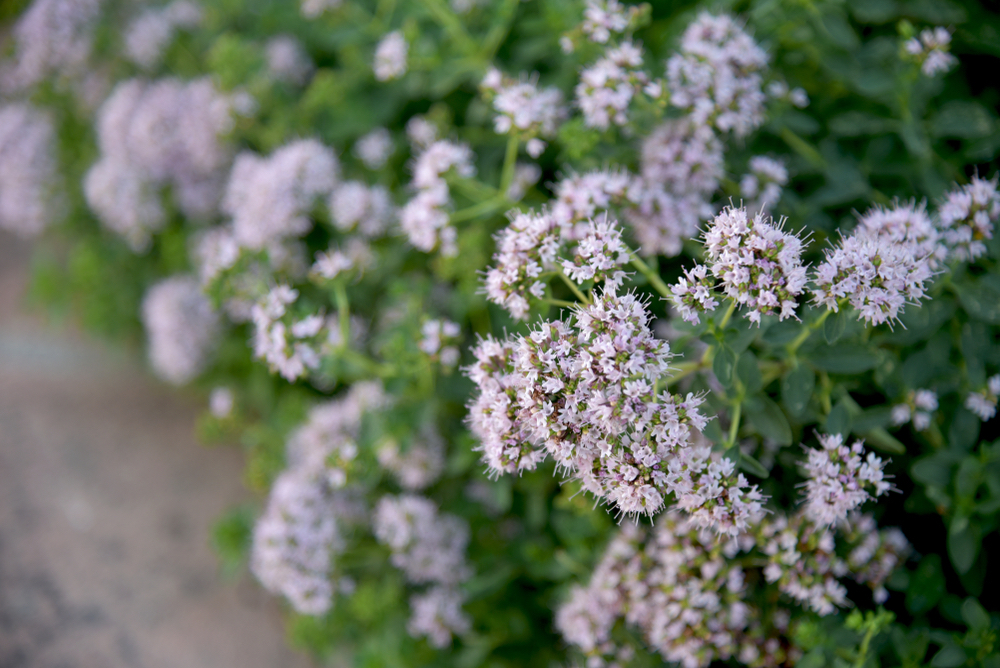 Kvety majoránky môžu byť biele, ružové alebo fialové. Foto: Shutterstock